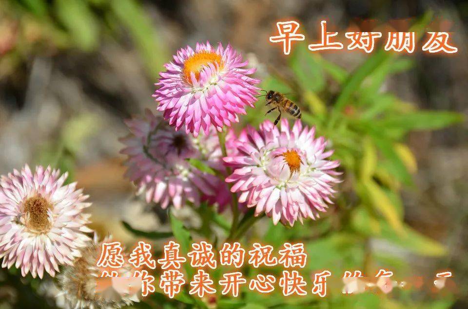 溫馨的早安祝福短信_早安祝福短信最溫馨的話_話溫馨短信早安祝福的句子