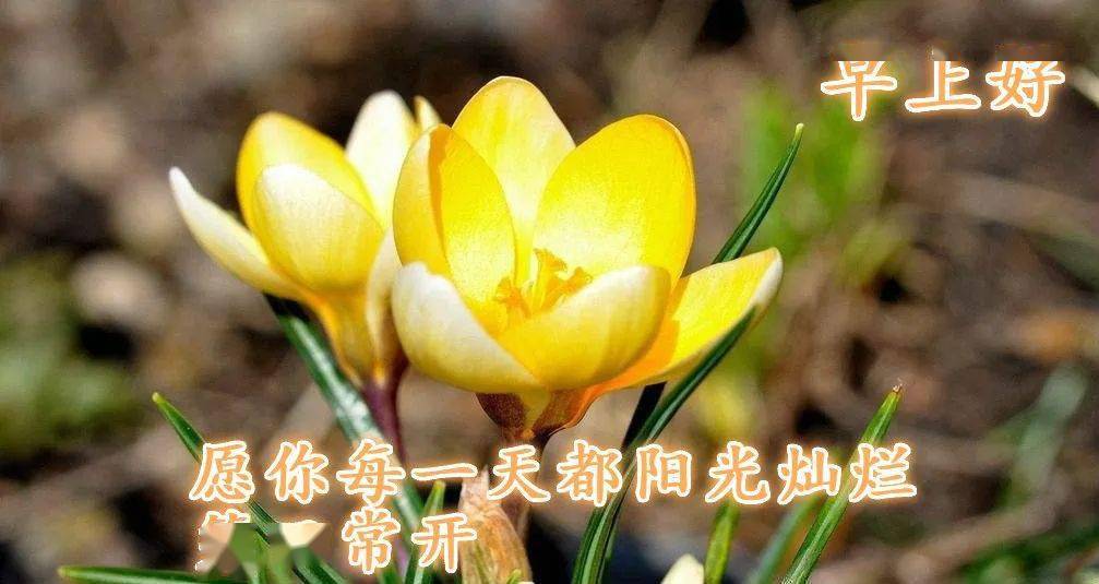 早安祝福短信最溫馨的話_溫馨的早安祝福短信_話溫馨短信早安祝福的句子