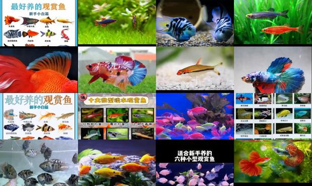 小型觀賞魚大全 淡水 - 小型觀賞魚大全大圖