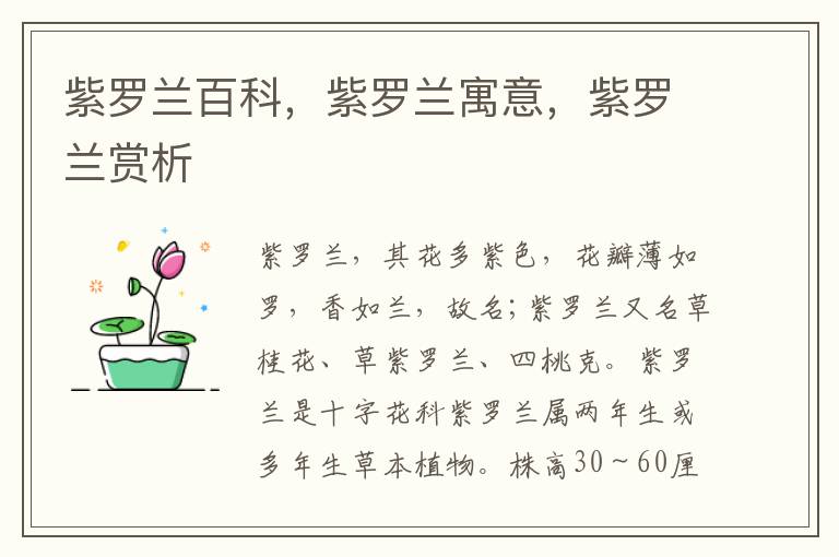 紫羅蘭百科，紫羅蘭寓意，紫羅蘭賞析